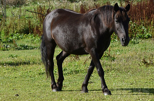 Eesti tõugu mära, toetusalane. (4 foto / 4)