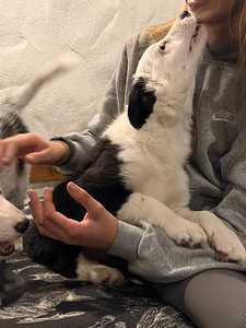 Tõutunnistuseta border-collie kutsikad. (2 foto / 10)