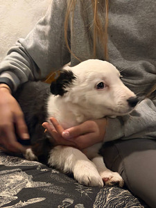 Tõutunnistuseta border-collie kutsikad. (6 foto / 10)