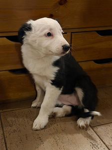 Tõutunnistuseta border-collie kutsikad. (8 foto / 10)