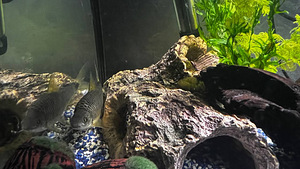 Продаю сетчатого водорослееда 2tk. (2 фото из 6)