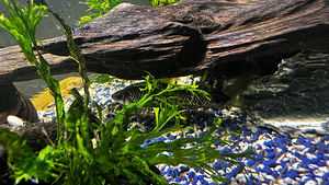 Продаю сетчатого водорослееда 2tk. (3 фото из 6)