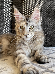 Maine Coon (2 foto / 6)