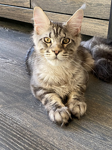 Maine Coon (3 foto / 6)