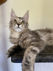Maine Coon (4 foto / 6)