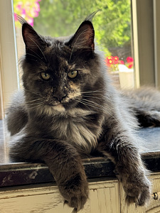 Maine coon (1 foto / 3)