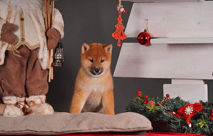 Shiba Inu kutsikad (7 foto / 10)