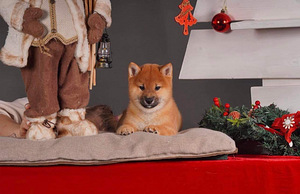 Shiba Inu kutsikad (8 foto / 10)