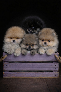 Pomeranian spits (1 foto / 6)