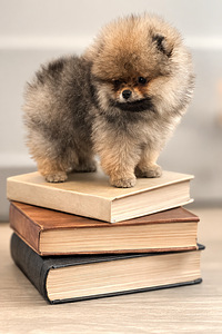 Pomeranian spits (4 foto / 6)