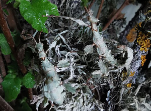 Extatosoma tiaratum sambliku värvi (2 foto / 2)
