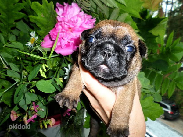 Franču buldoga kucēni