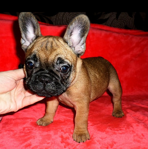 Franču buldoga kucēni (2 foto no 4)