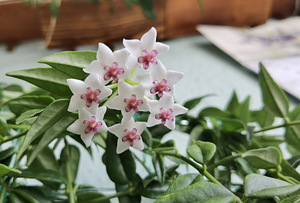 Hoya Bella (1 foto / 1)