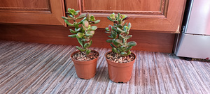 Crassula ovata Hobbit (1 foto / 1)