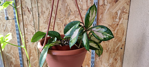 Hoya Carnosa Krimson Princess (1 foto / 1)