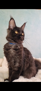 Maine Coon (2 foto / 10)
