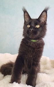 Maine Coon (3 foto / 10)