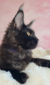 Maine Coon (5 foto / 10)