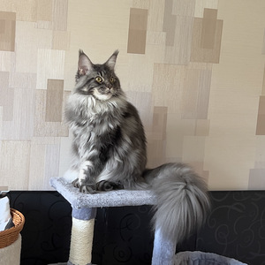 Maine Coon (6 foto / 10)