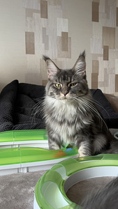 Maine Coon (8 foto / 10)