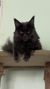Maine Coon (9 foto / 10)