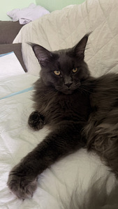 Maine Coon (10 foto / 10)