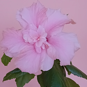 Müüa heledad roosad hibiskused (4 foto / 5)
