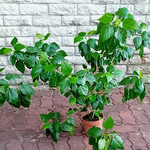 Müüa hele roosa hibisk (2 foto / 2)