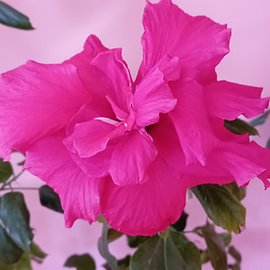Müüa 2 hibiskit ühes potis - roosa ja hele roosa (2 foto / 4)