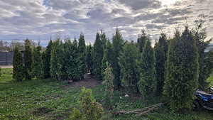 Elupuu SMARAGD 3m 30tk (3 foto / 3)