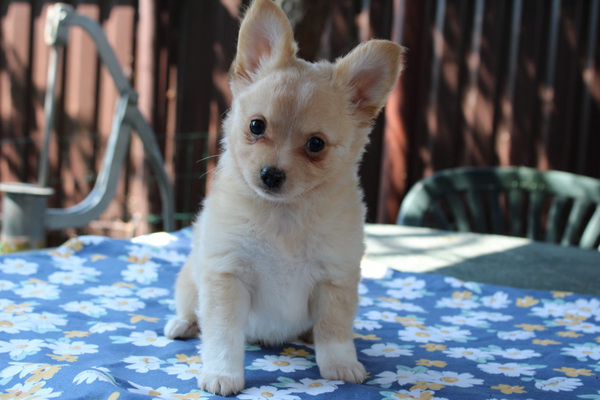 Segu (york + chihuahua)