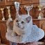 Британский короткошерстный котенок (фото #5)