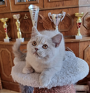 Британский короткошерстный котенок (5 фото из 6)
