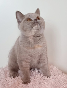 Клубный британский котенок. (3 фото из 10)