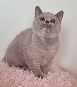 Клубный британский котенок. (4 фото из 10)