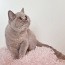 Клубный британский котенок. (фото #1)