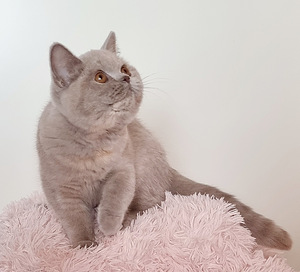 Клубный британский котенок. (1 фото из 10)