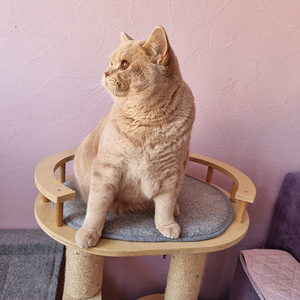 Клубный британский котик (4 фото из 6)