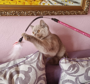 Британский котенок (4 фото из 4)