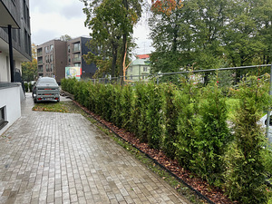Elupuude müük ja istutamine (5 foto / 8)