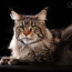 Maine coon (foto #2)