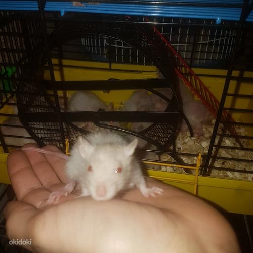 Месячные крысы с клеткой (фото #2)