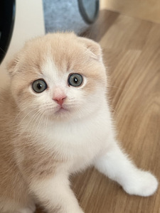Scottish fold (2 фото из 5)