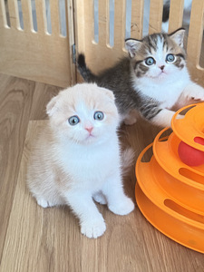 Scottish fold (3 фото из 5)