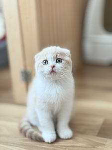 Scottish fold (5 фото из 5)