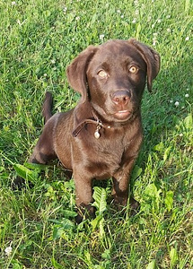 Labradori Retriiver (1 foto / 3)