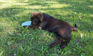 Labradori Retriiver (3 foto / 3)