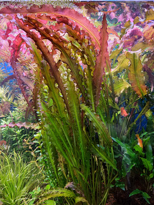 Aponogeton Crispus 'Red (1 foto / 1)