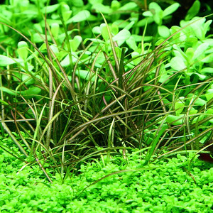 Helanthium tenellum ´Red´ (1 foto / 2)